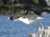 Mantelmeeuw Larus marinus